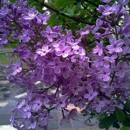 国产丁香网,探索中医药文化的瑰宝与传承